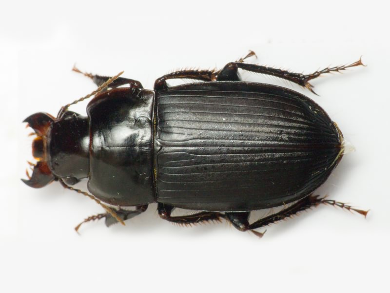 Carabidae Latreille, 1802